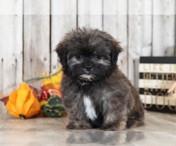 Medium Photo #2 Shih Tzu-Silky Tzu Mix Puppy For Sale in MOUNT VERNON, OH, USA
