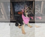 Small #2 German Shepherd Dog