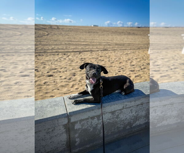 Medium Photo #3 Labrador Retriever-Unknown Mix Puppy For Sale in San Diego, CA, USA