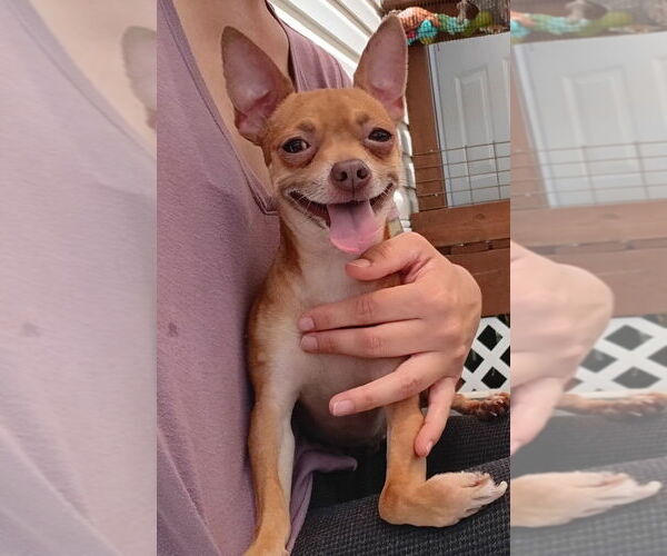 Medium Photo #1 Chihuahua Puppy For Sale in oakland, FL, USA