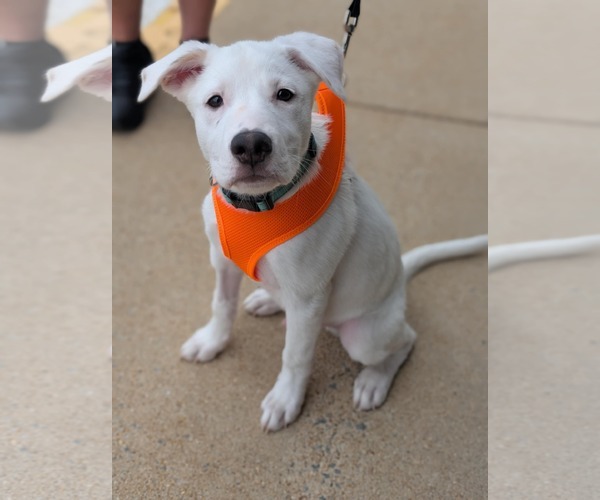 Medium Photo #14 Siberian Husky-Unknown Mix Puppy For Sale in Holly Springs, NC, USA