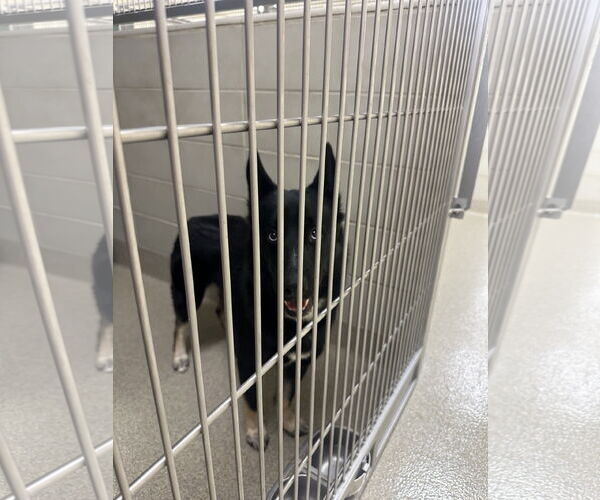 Medium Photo #6 - Mix Puppy For Sale in Virginia Beach, VA, USA