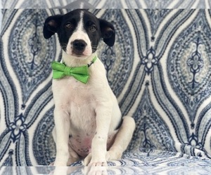 Australian Cattle Dog-Border Collie Mix Puppy for sale in LAKELAND, FL, USA