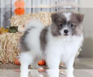 Pomeranian Puppy for sale in MOUNT VERNON, OH, USA