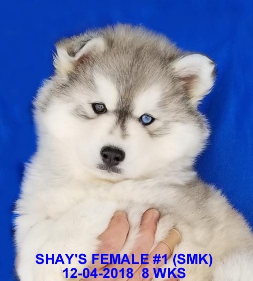 Medium Photo #1 Siberian Husky Puppy For Sale in MANILLA, IA, USA