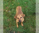 Small #1 Mutt