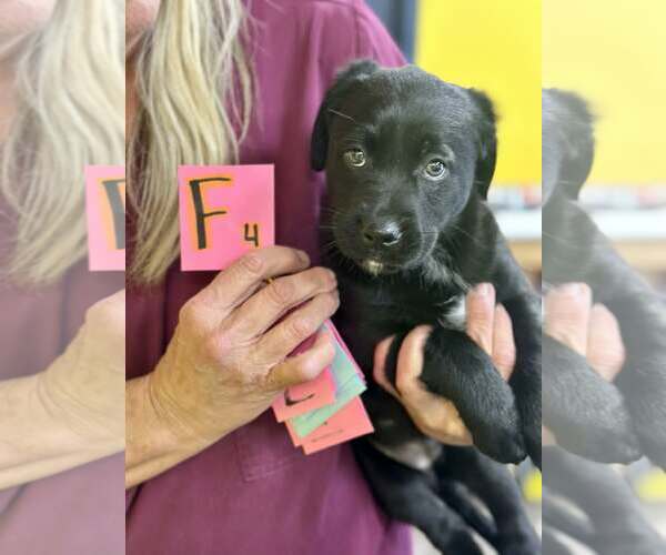 Medium Photo #1 Golden Labrador Puppy For Sale in SHERBURNE, NY, USA