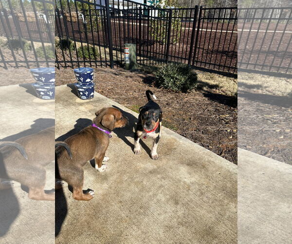 Medium Photo #3 Mutt Puppy For Sale in Holly Springs, NC, USA