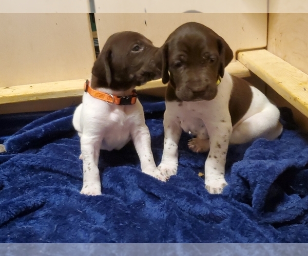 Medium Photo #11 German Shorthaired Pointer Puppy For Sale in BLUE SPRINGS, MS, USA