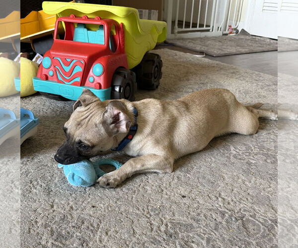 Medium Photo #4 Puggle Puppy For Sale in Virginia Beach, VA, USA