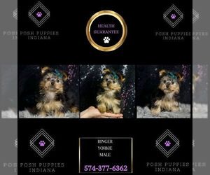 Yorkshire Terrier Puppy for sale in WARSAW, IN, USA