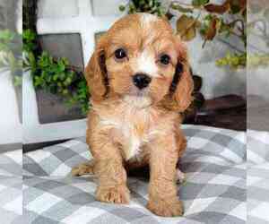 Cavapoo Puppy for sale in NAPLES, FL, USA