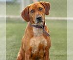 Small Redbone Coonhound Mix