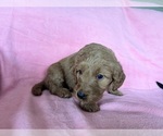Small #2 Goldendoodle
