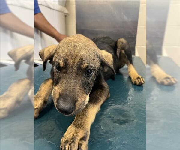 Medium Photo #1 German Shepherd Dog-Unknown Mix Puppy For Sale in Mobile, AL, USA