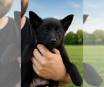 Puppy Puppy 5 German Shepherd Dog