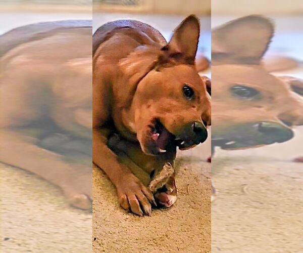 Medium Photo #2 American Staffordshire Terrier-German Shepherd Dog Mix Puppy For Sale in columbia, SC, USA