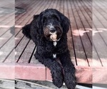 Small Photo #1 Bernedoodle Puppy For Sale in GOLDEN, CO, USA