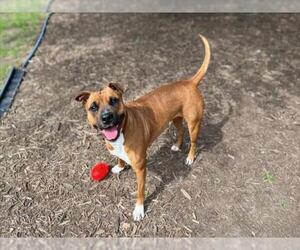 American Pit Bull Terrier-Unknown Mix Dogs for adoption in Plano, TX, USA