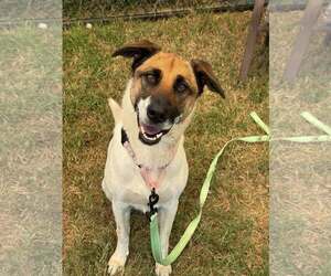 Mutt Dogs for adoption in Millersville, MD, USA