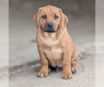 Small #5 Mutt