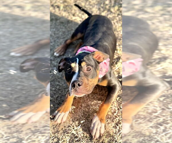 Medium Photo #2 Mutt Puppy For Sale in Great Bend, KS, USA