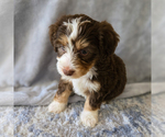 Small #2 Aussiedoodle Miniature -Miniature Bernedoodle Mix