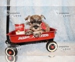 Small Photo #3 Schnauzer (Miniature) Puppy For Sale in SANGER, TX, USA