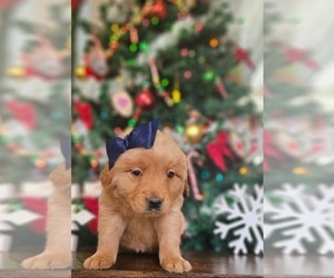 Golden Retriever Puppy for sale in INDIANAPOLIS, IN, USA