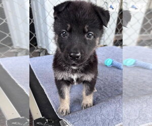 German Shepherd Dog-Unknown Mix Dogs for adoption in Fort Worth, TX, USA