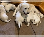 Small #11 English Cream Golden Retriever