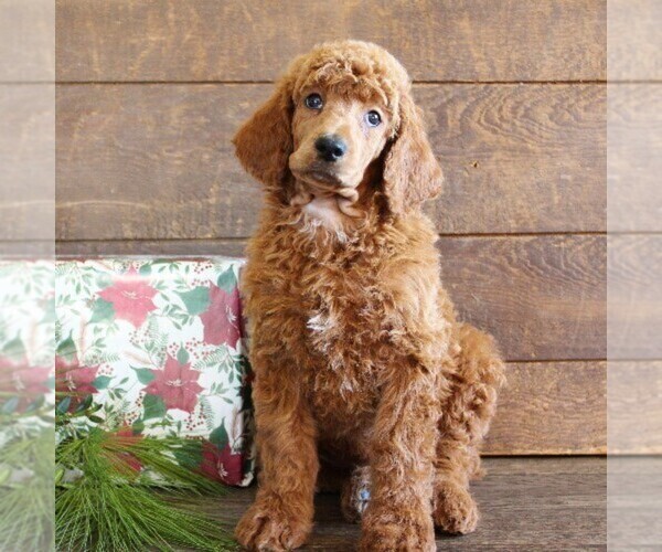 Medium Photo #1 Poodle (Standard) Puppy For Sale in CHRISTIANA, PA, USA