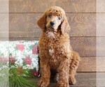 Small Poodle (Standard)