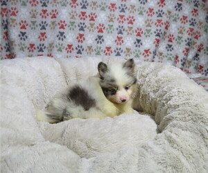 Pomeranian Puppy for sale in COOKEVILLE, TN, USA