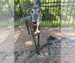 Small #3 Greyhound