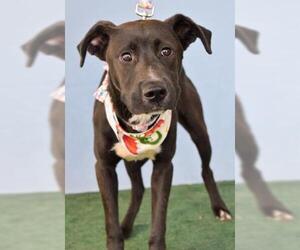 Borador Dogs for adoption in Bakersfield, CA, USA