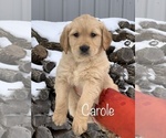 Puppy Carole Golden Retriever