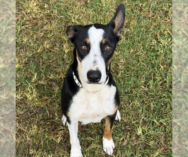 Medium Photo #1 Mutt Puppy For Sale in Riverside, CA, USA