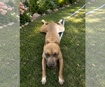 Small #2 Mastiff Mix