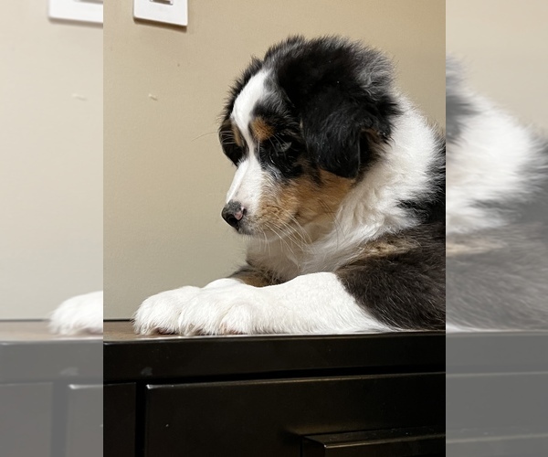 Medium Photo #5 Australian Shepherd Puppy For Sale in WOODSTOCK, IL, USA