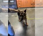 Small German Shepherd Dog
