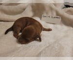 Puppy 4 Dachshund
