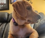 Small Photo #93 Labrador Retriever Puppy For Sale in BUFFALO, NY, USA