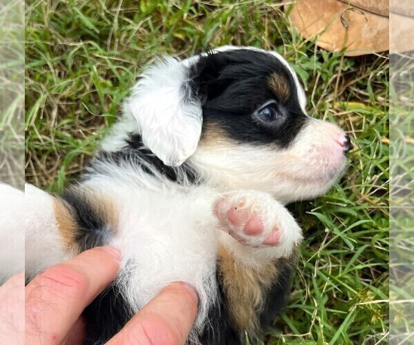 Medium Photo #10 Miniature Australian Shepherd Puppy For Sale in MONTICELLO, SC, USA