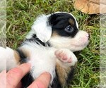 Small #9 Miniature Australian Shepherd