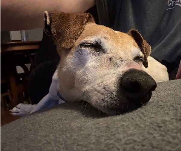 Medium Photo #2 Jack Russell Terrier-Unknown Mix Puppy For Sale in Foristell, MO, USA