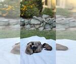 Small #2 Mastiff