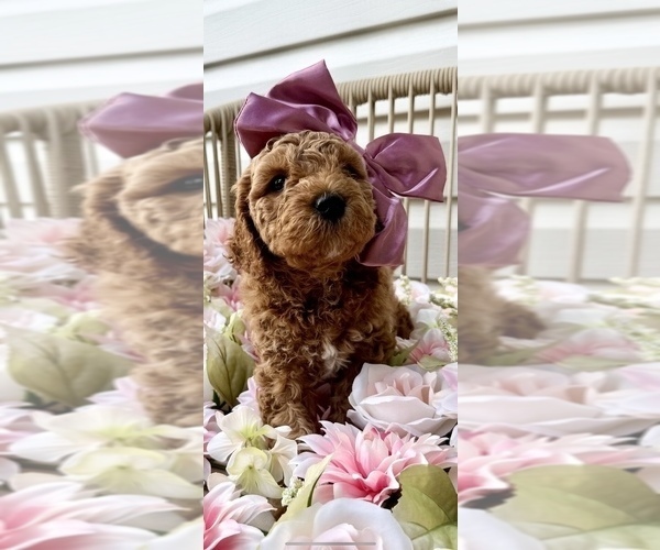 Medium Photo #3 Goldendoodle (Miniature) Puppy For Sale in OWENSBORO, KY, USA