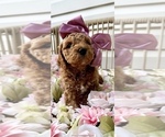 Small #2 Goldendoodle (Miniature)