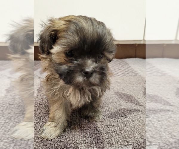 Medium Photo #5 Zuchon Puppy For Sale in SHAWNEE, KS, USA